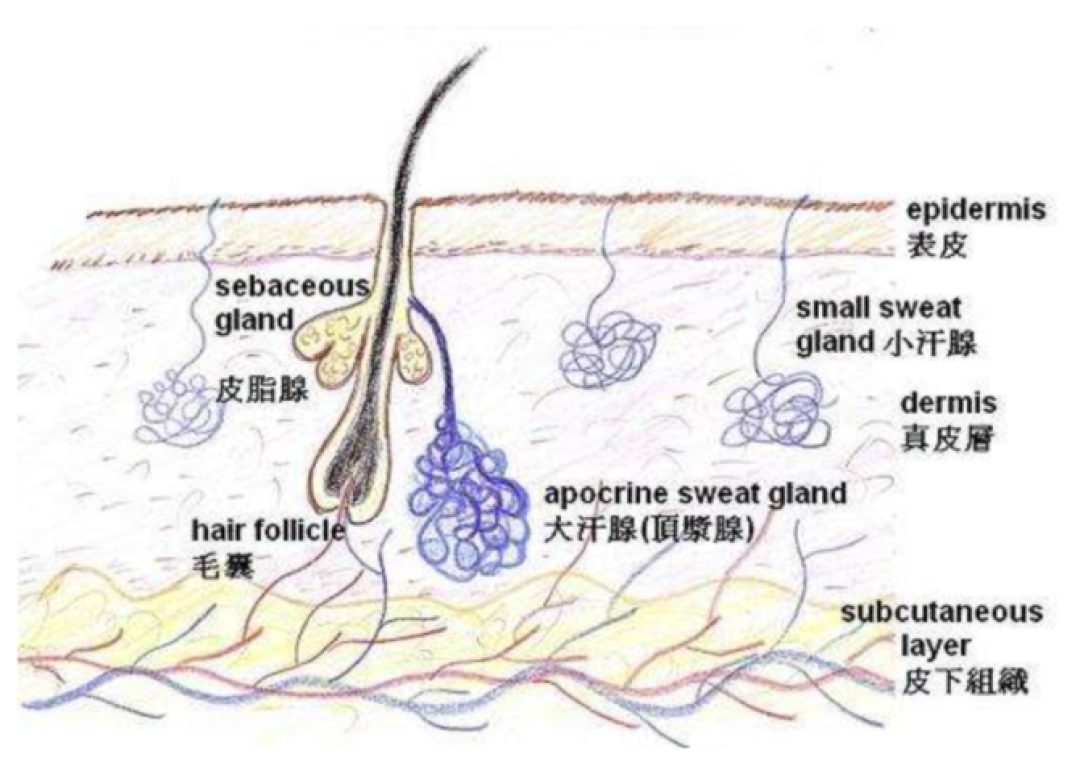 你被吓着要治的『腋臭』,多半是止汗露软文编的——男生体味三步自测与路线账