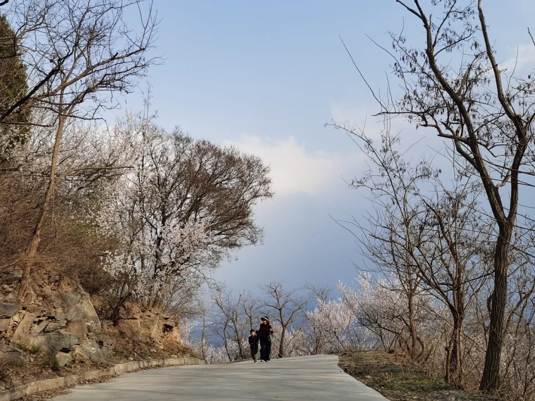 曹雪芹的“故居”是真是假?北京三处地点和一条山道的证据理清了,再决定去不去