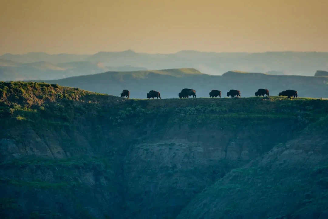 被特朗普和纽森抢着