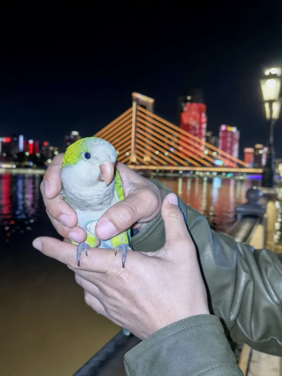 翻了20个鹦鹉找回案例后,我发现