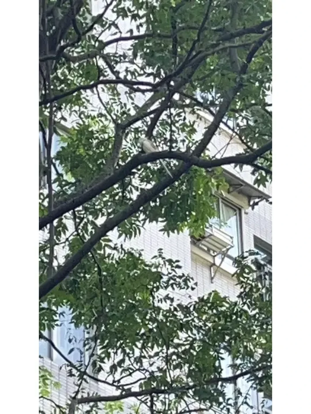 翻了20个鹦鹉找回案例后,我发现