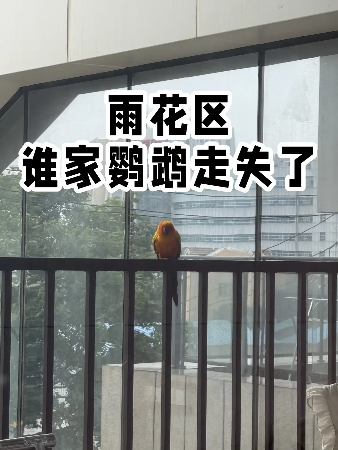翻了20个鹦鹉找回案例后,我发现