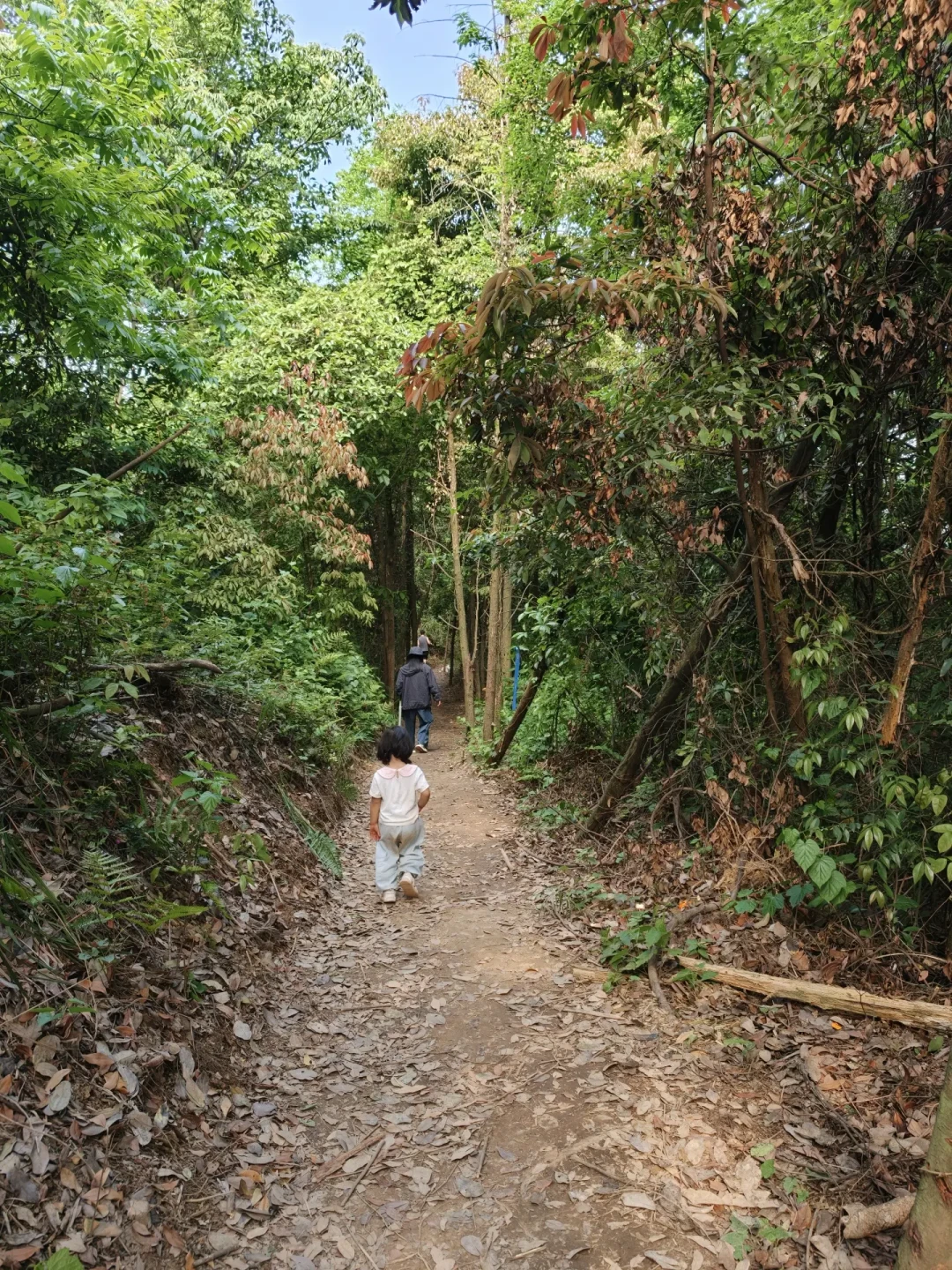 那句“3岁轻松走完”，是他家娃已经走了3年：核了15篇亲子徒步帖，秋天第一座山先做4个换算