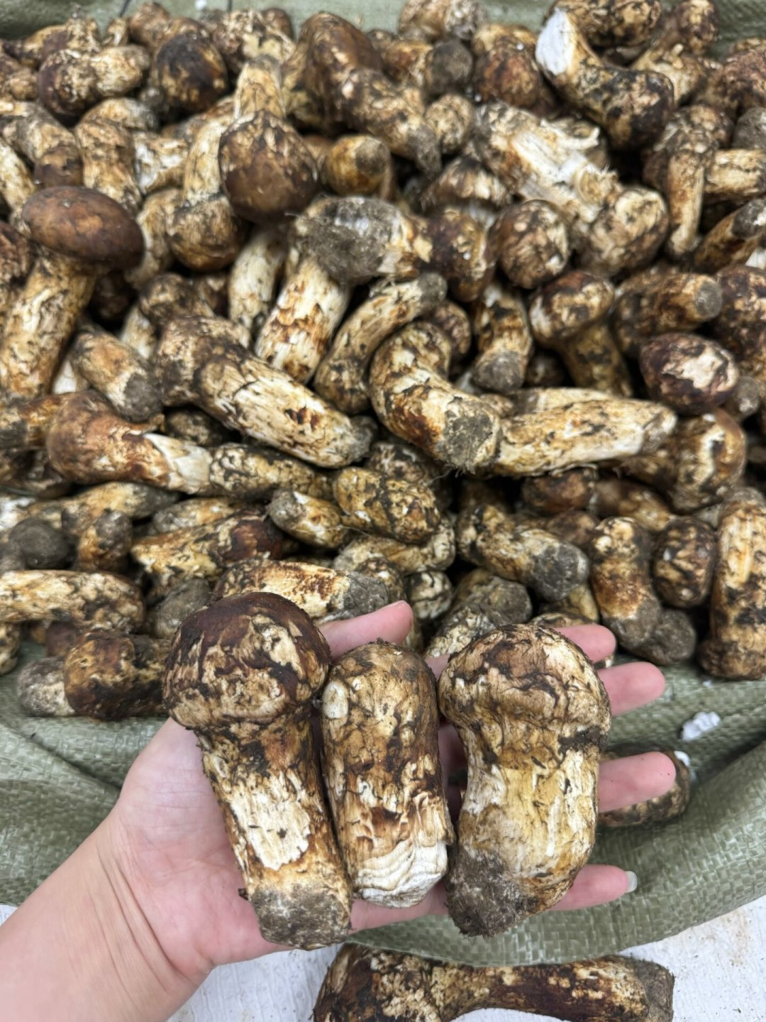 云南尾货一百多、延边下山一千三:松茸换季这一周,品质控买前先对产地和日期