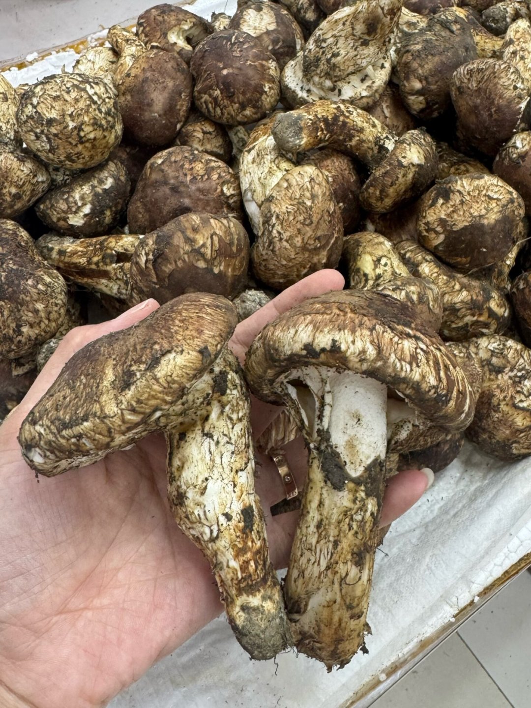 云南尾货一百多、延边下山一千三:松茸换季这一周,品质控买前先对产地和日期