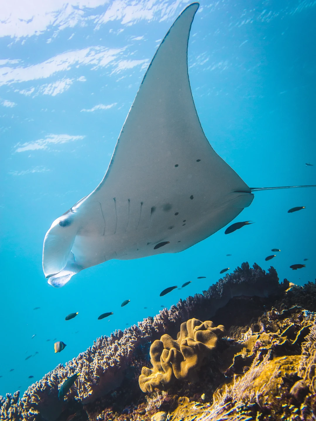 科莫多Manta Point水下的蝠鲼，来自8月18日出水实录