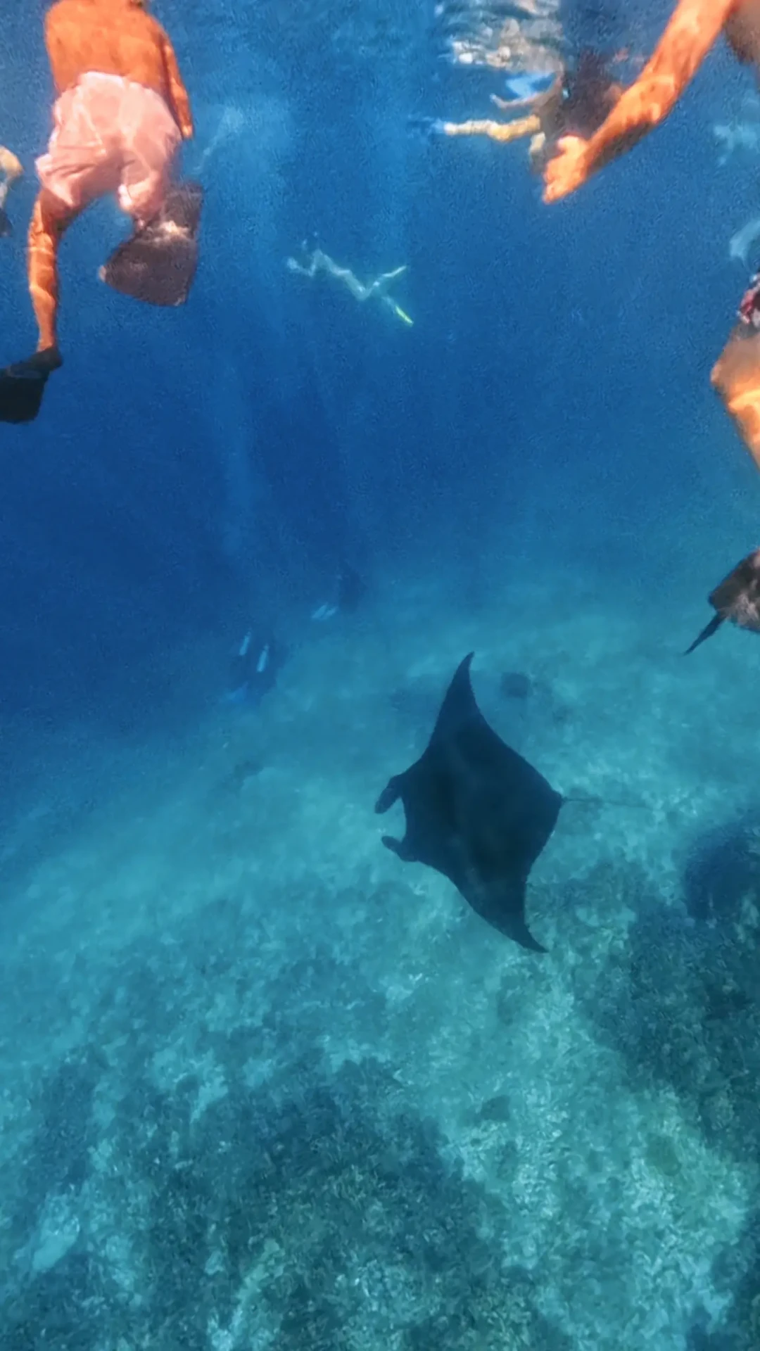 一日游浮潜人群水下同框manta，9月6日六景点团实拍