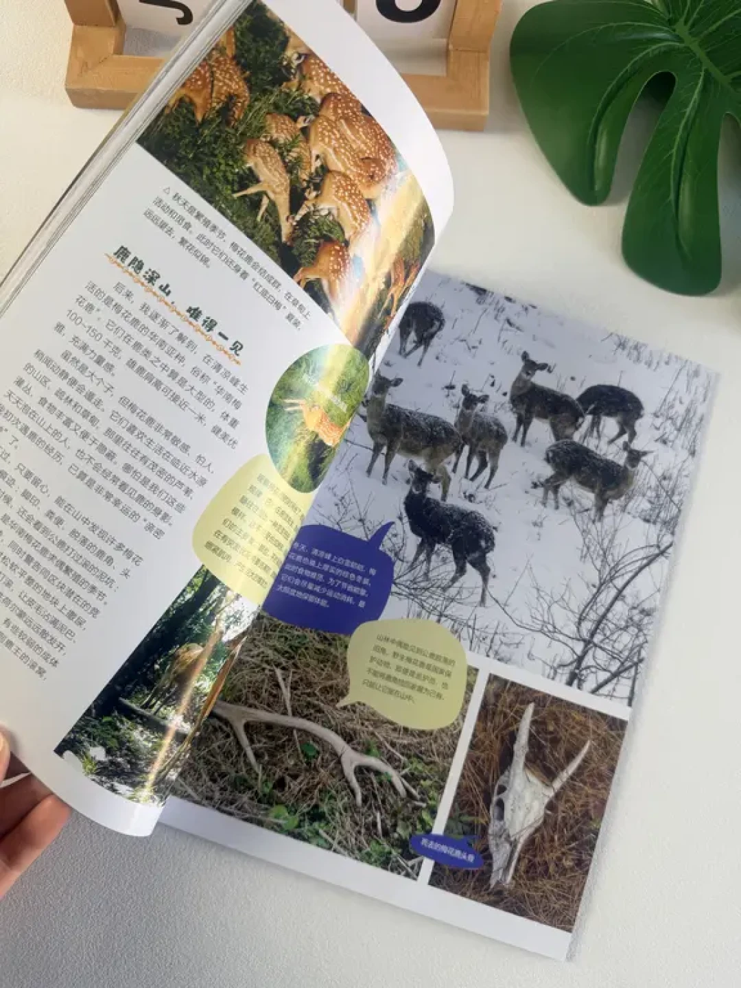 阳光少年报9月14日改版涨价，另一批家长还卡在八月的《博物》上：这学期的订刊门，我替你全走了一遍