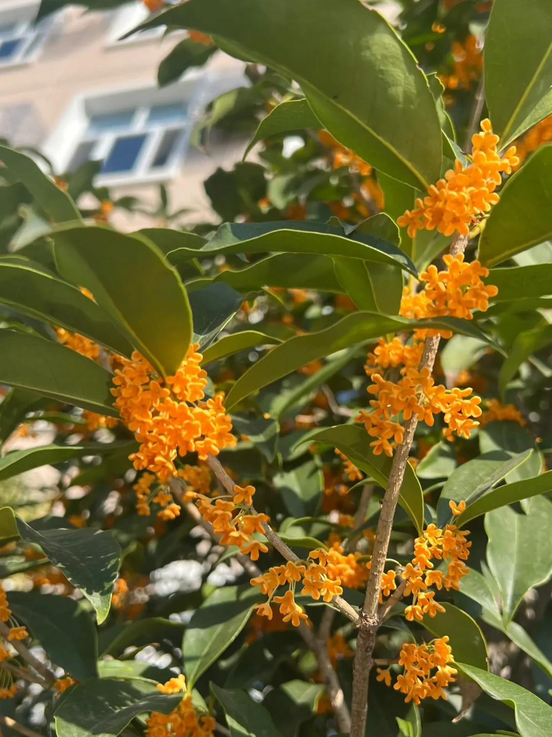 桂花年年