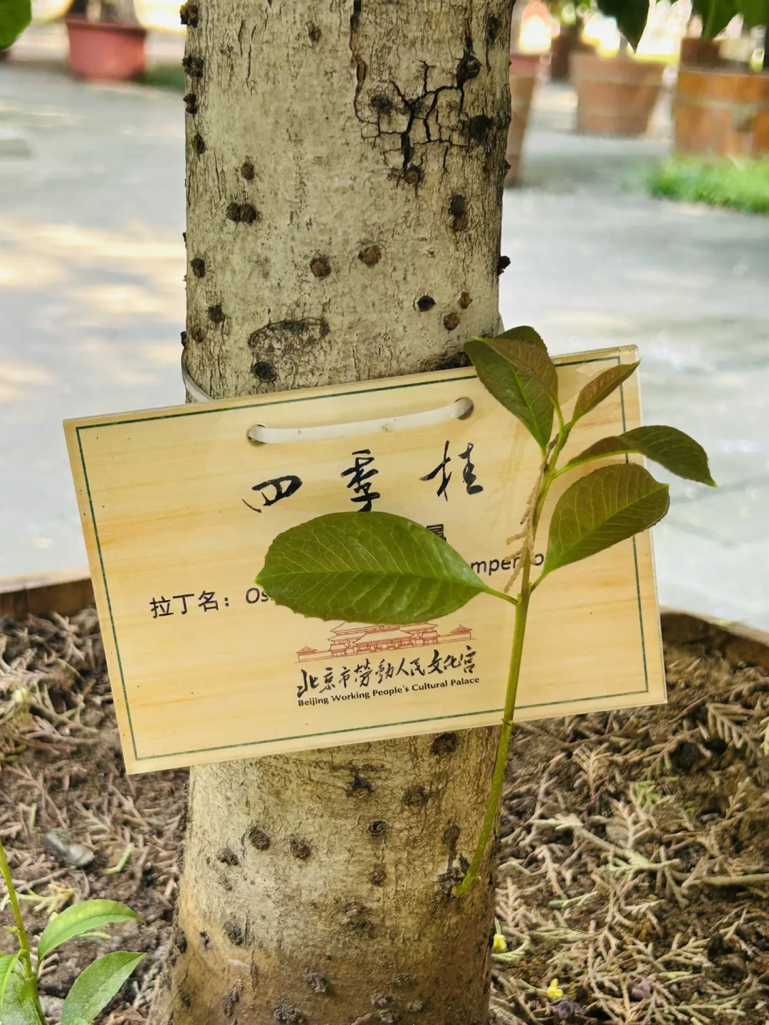 桂花年年