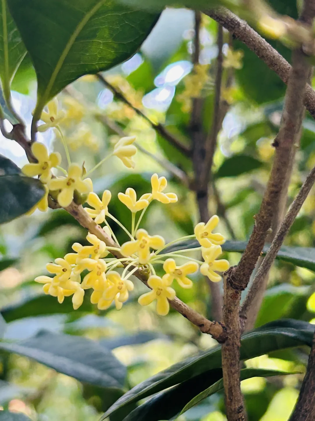 桂花年年