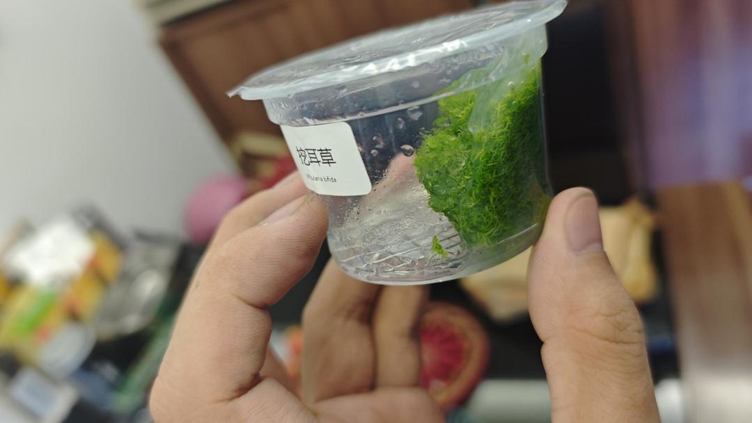 开缸第7天开始溶叶：9月满屏的