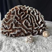 树脂海洋摆件水太深！几十和几百的区别，核心就看这3点