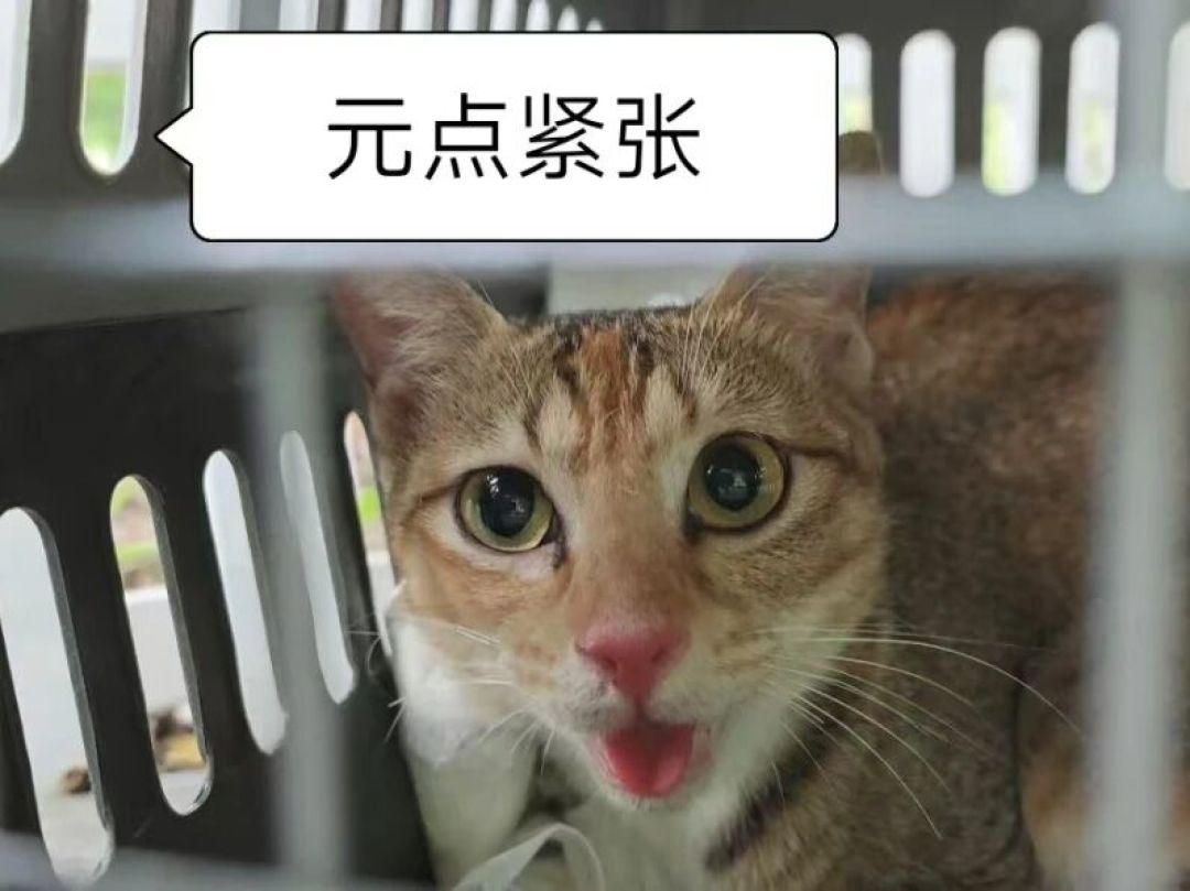 开学季猫协卷着给猫建档:我对了6套全国校猫档案方案,AI猫脸识别劝你最后装