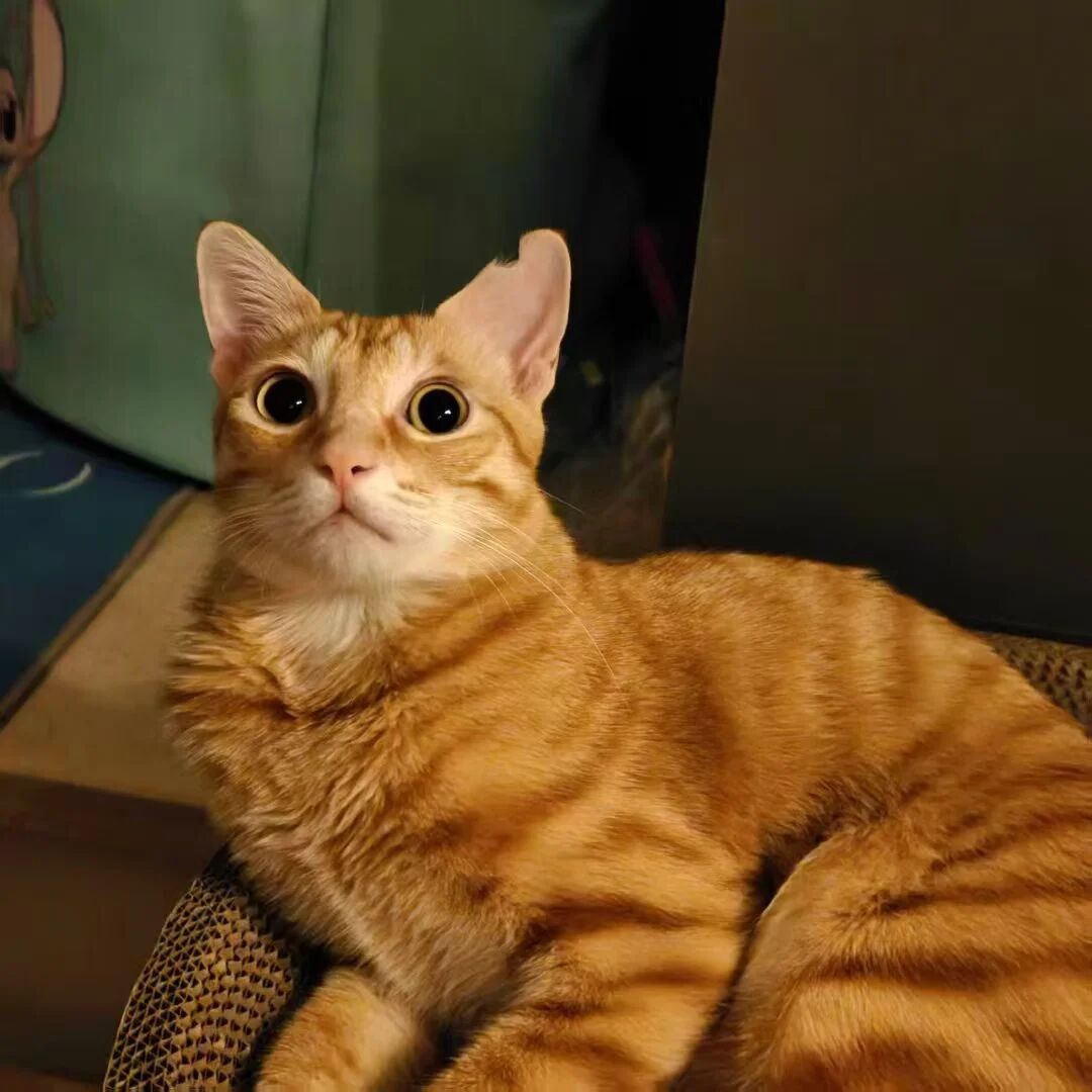 开学季猫协卷着给猫建档:我对了6套全国校猫档案方案,AI猫脸识别劝你最后装