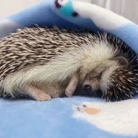「低于22℃开灯，低于20℃就是生死线」：你养的刺猬根本不会冬眠，九月寒潮前把三个温度数字和这套半小时救命流程记牢