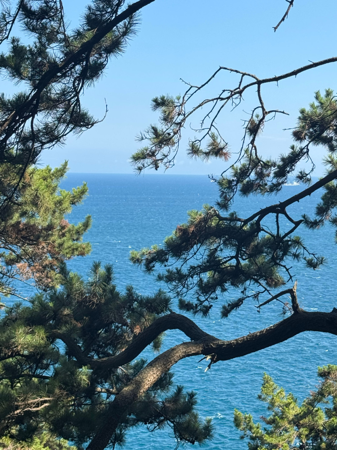 济州风波反倒把它变成邮轮客唯一能自由下的韩国港:对完2914条通报、9.30签证大限和6小时下船窗口,国庆下不下船一次算清