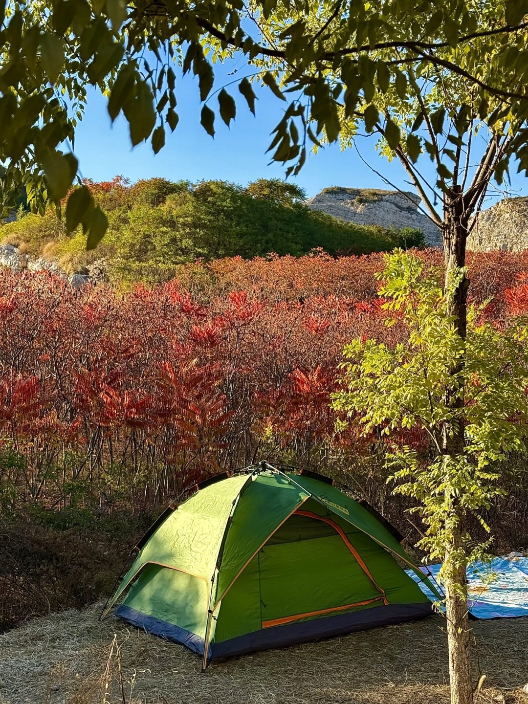 降温后过夜营地的虫“换班”了：电蚊香挡不住恙螨，蜱虫病今年刚升成乙类