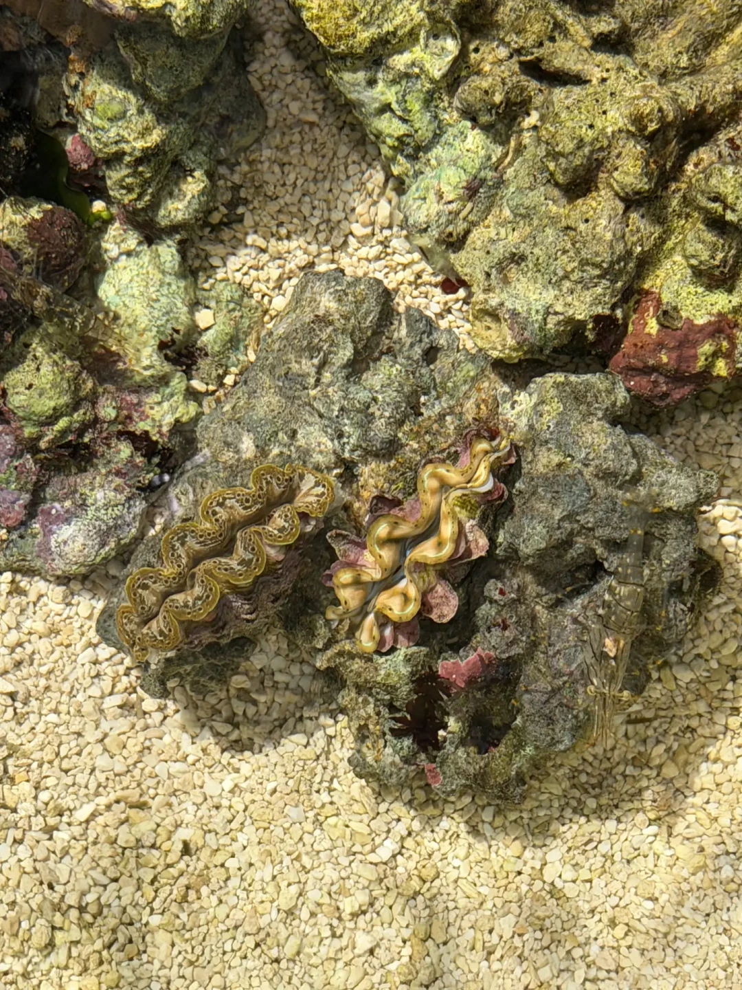 国庆赶海刷屏前,先把捡贝壳这笔账算清:头三天潮水最小,四样东西别伸手,回家还有第二关