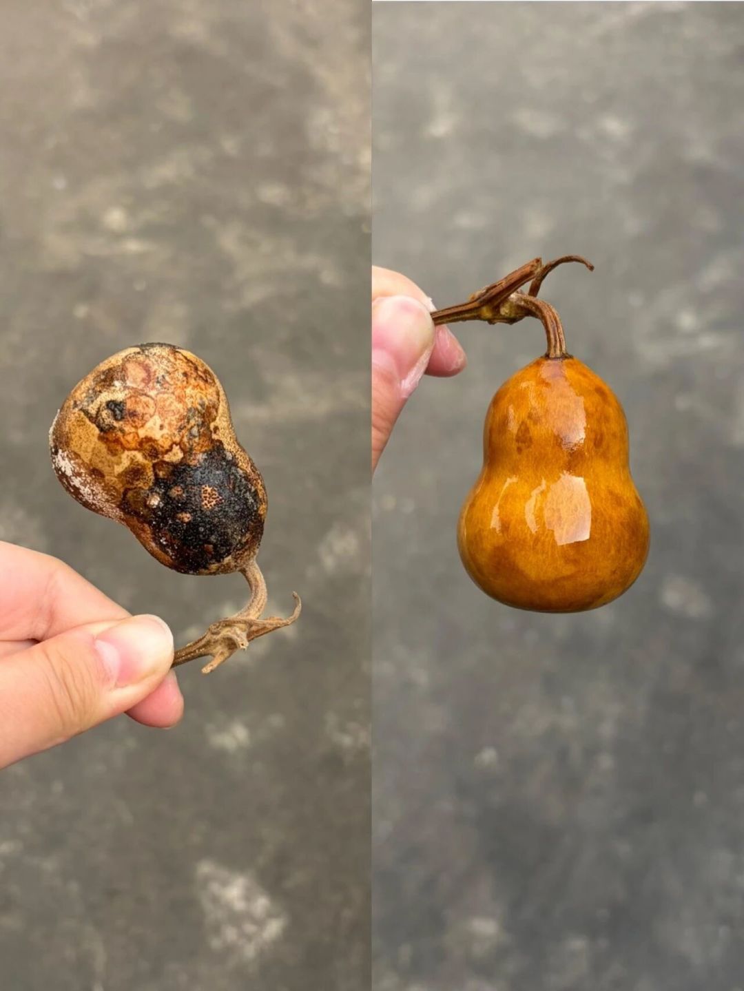 白露刚过，