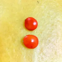 9月的南方掉"相思豆"：四种红豆一种能吃两种能戴一种真要命——伸手前，先过三对双胞胎、两条账和两条红线