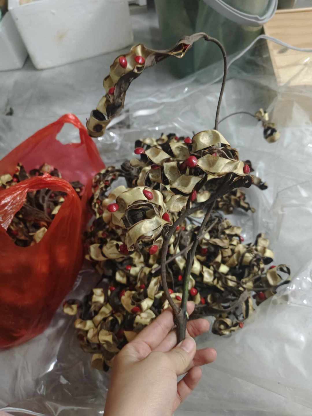 9月的南方掉