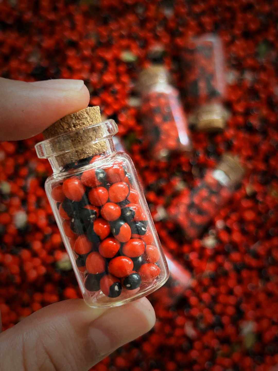 9月的南方掉