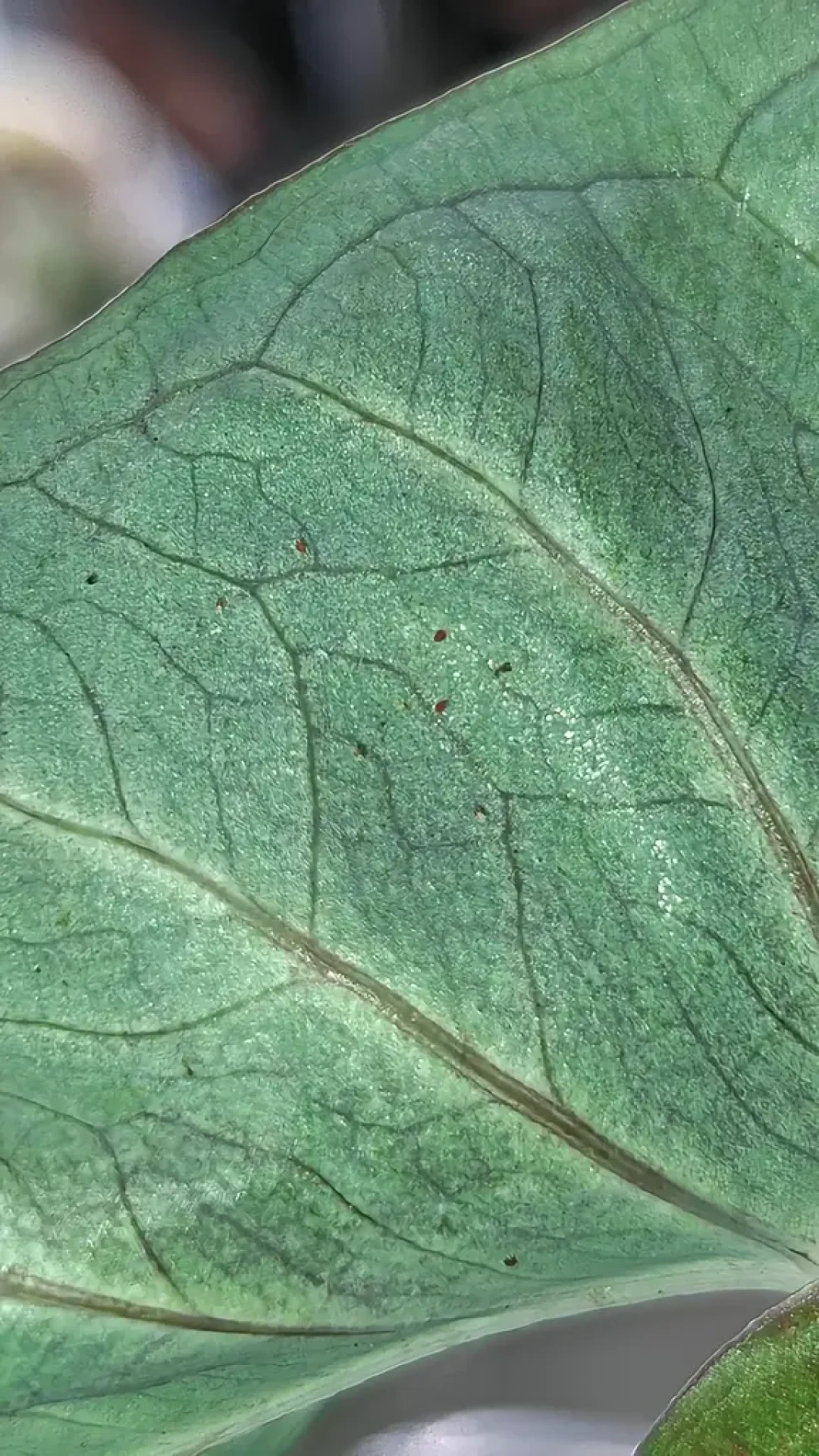 彩叶芋开箱检疫风波：翻完换土派对线、烂球vs消耗之争和四线药单，我把九月到货的急救路线理清了