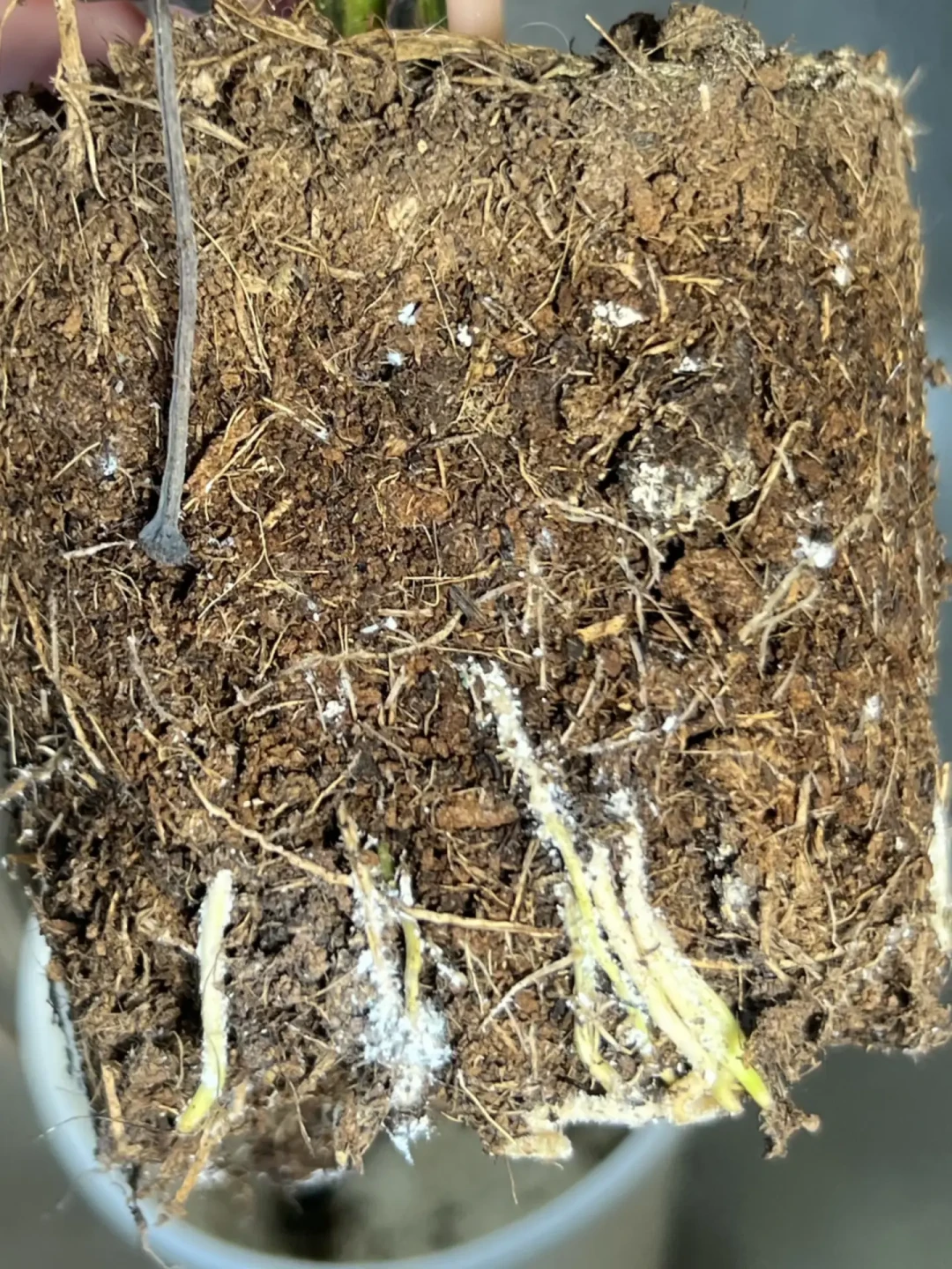 彩叶芋开箱检疫风波：翻完换土派对线、烂球vs消耗之争和四线药单，我把九月到货的急救路线理清了