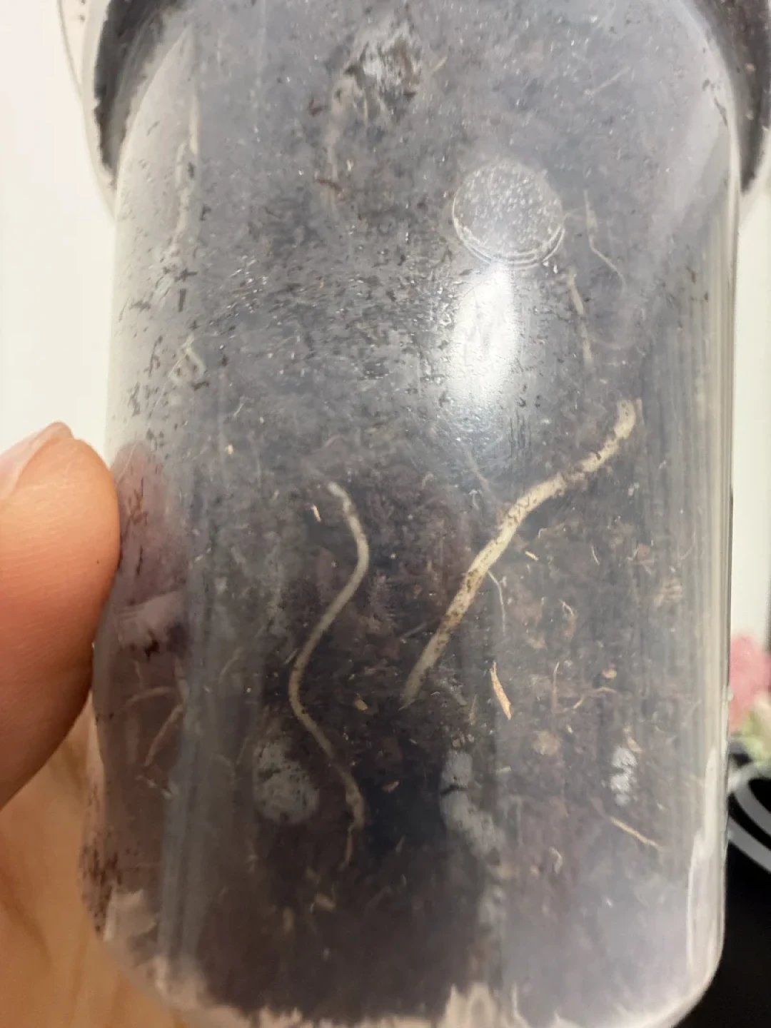 彩叶芋开箱检疫风波：翻完换土派对线、烂球vs消耗之争和四线药单，我把九月到货的急救路线理清了