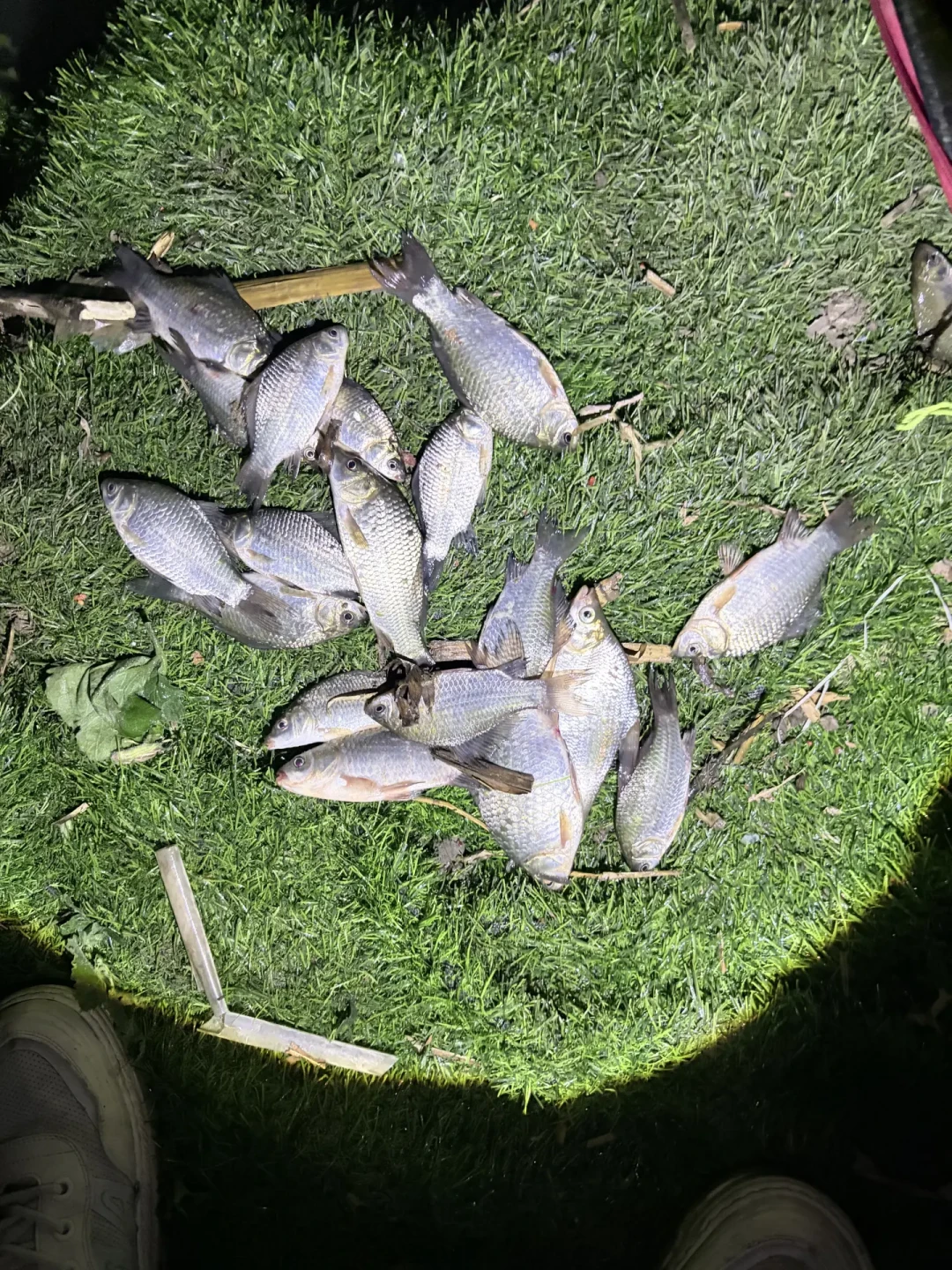 降温头两晚空军别急着收竿:冷浪时间线和你的夜钓时间对不上,11号后的晴天才轮到爆口