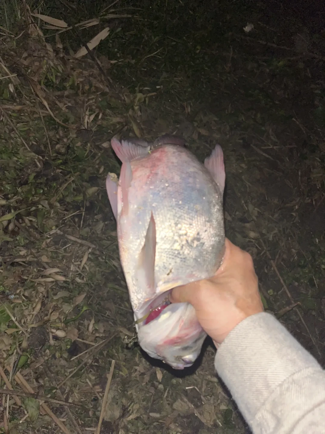 降温头两晚空军别急着收竿:冷浪时间线和你的夜钓时间对不上,11号后的晴天才轮到爆口