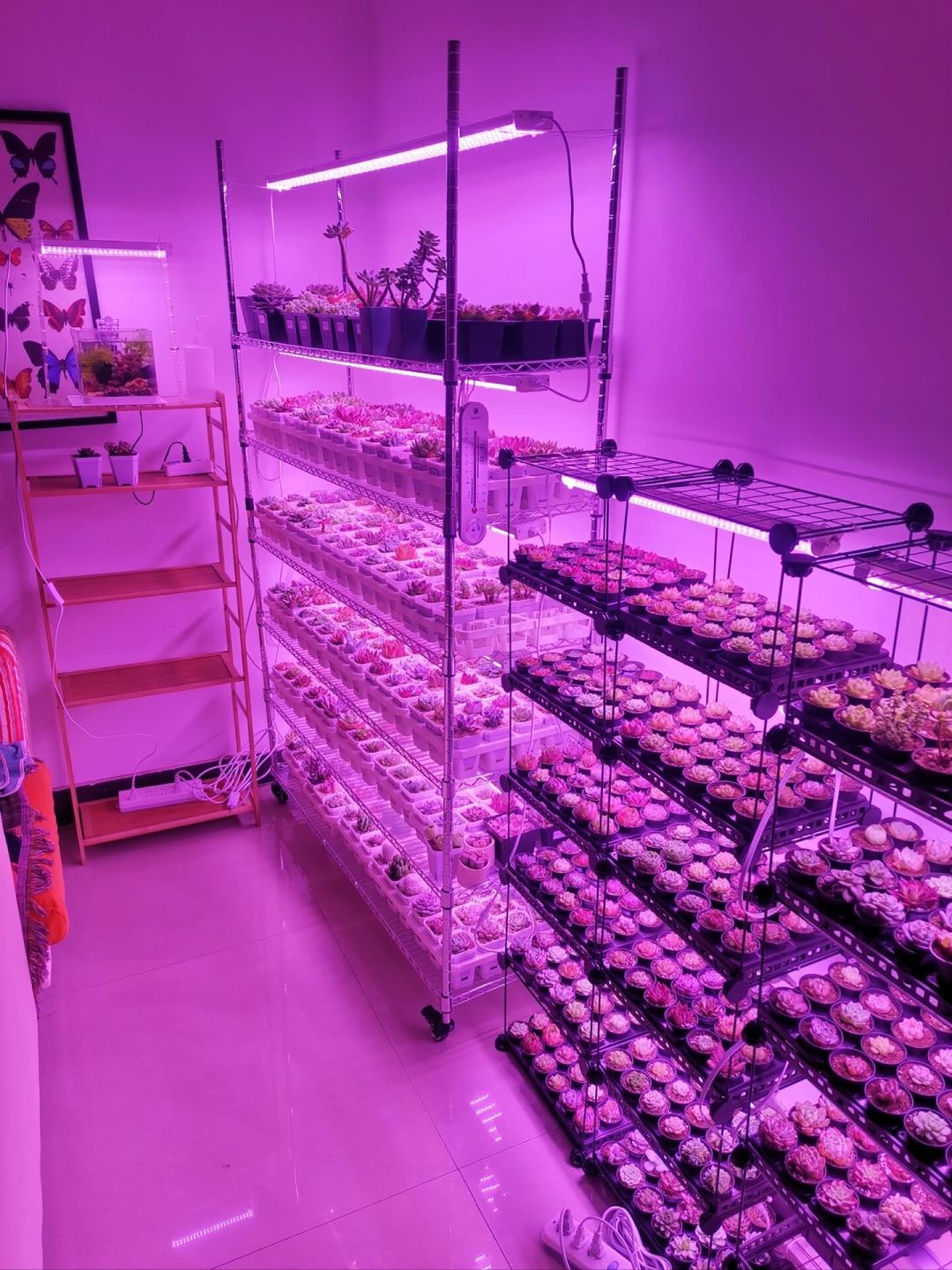 植物进屋后的最后一张账单不是温度是光：翻完这波「开了补光灯还徒长」吐槽帖和15元vs800元电费差价，我把挂多高、开几小时、谁不用买灯理清了