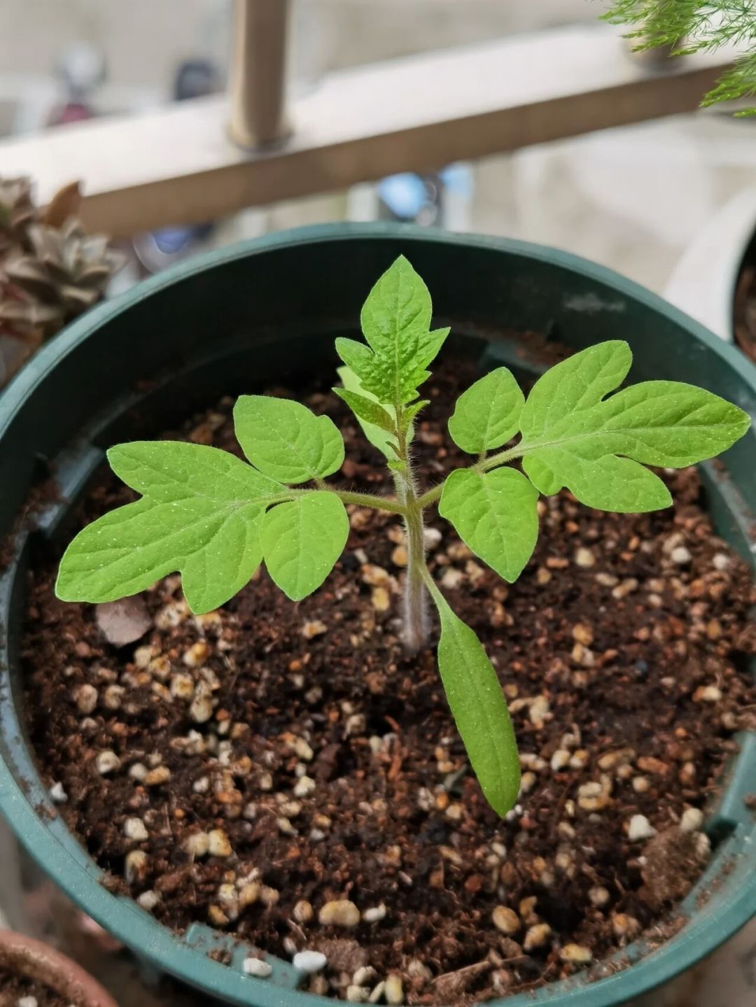植物进屋后的最后一张账单不是温度是光：翻完这波「开了补光灯还徒长」吐槽帖和15元vs800元电费差价，我把挂多高、开几小时、谁不用买灯理清了