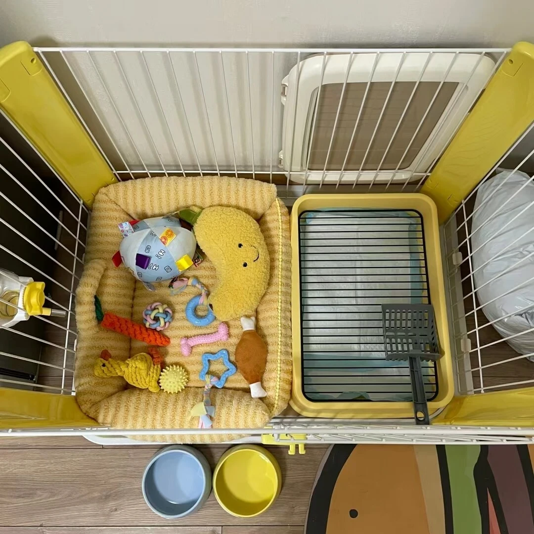 春节幼犬第一批