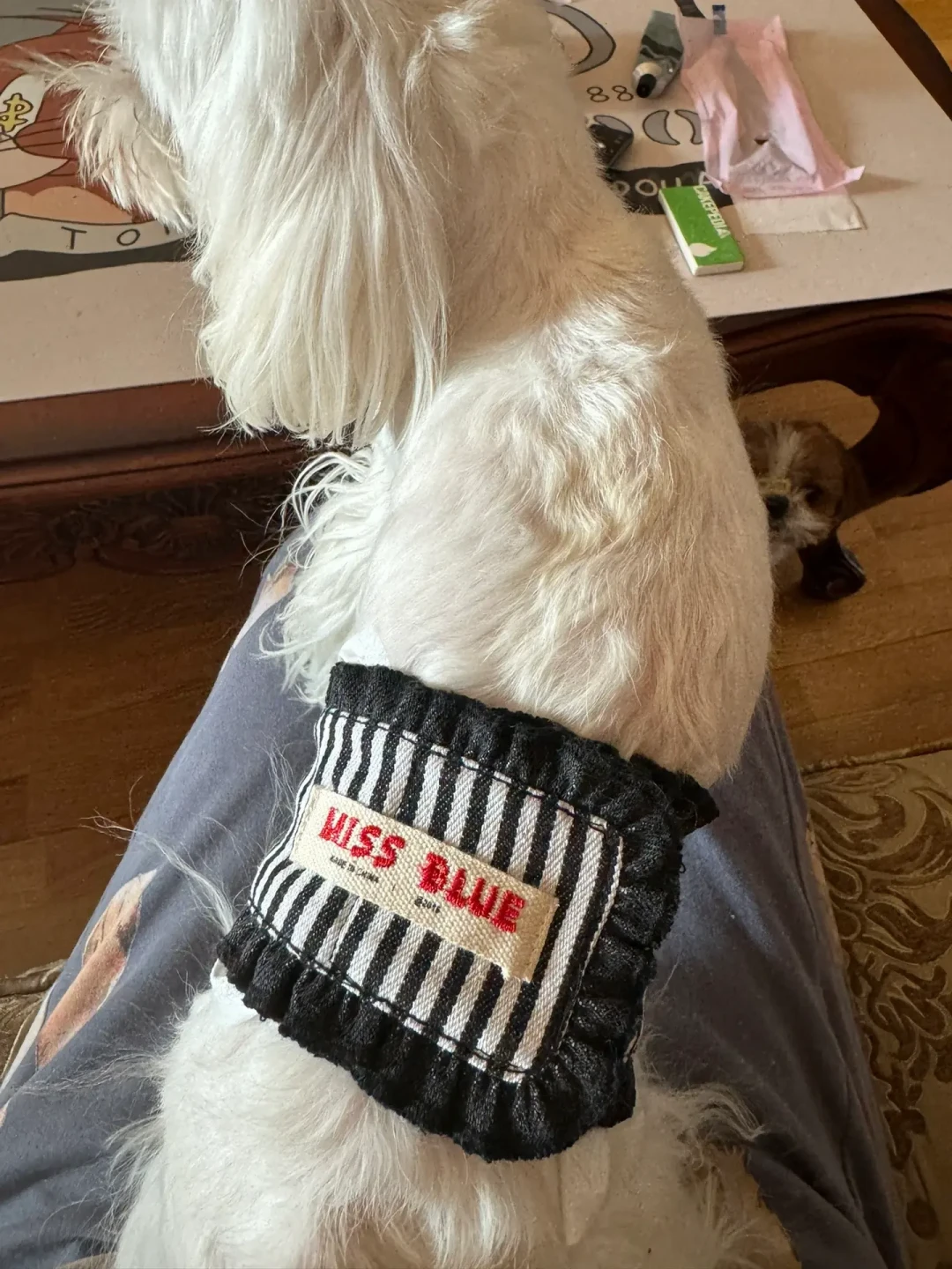 春节幼犬第一批