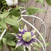 铁线莲秋剪的最后一天：三类铁留3个芽催秋花，一类铁剪错亏掉一年春花，两广热没退时放下剪刀反而更稳