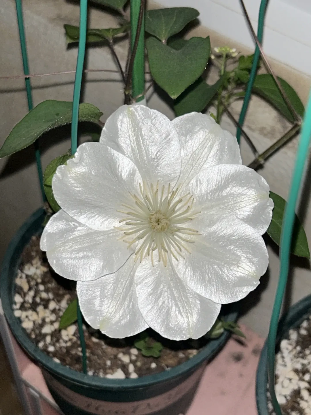 铁线莲秋剪的最后一天:三类铁留3个芽催秋花,一类铁剪错亏掉一年春花,两广热没退时放下剪刀反而更稳