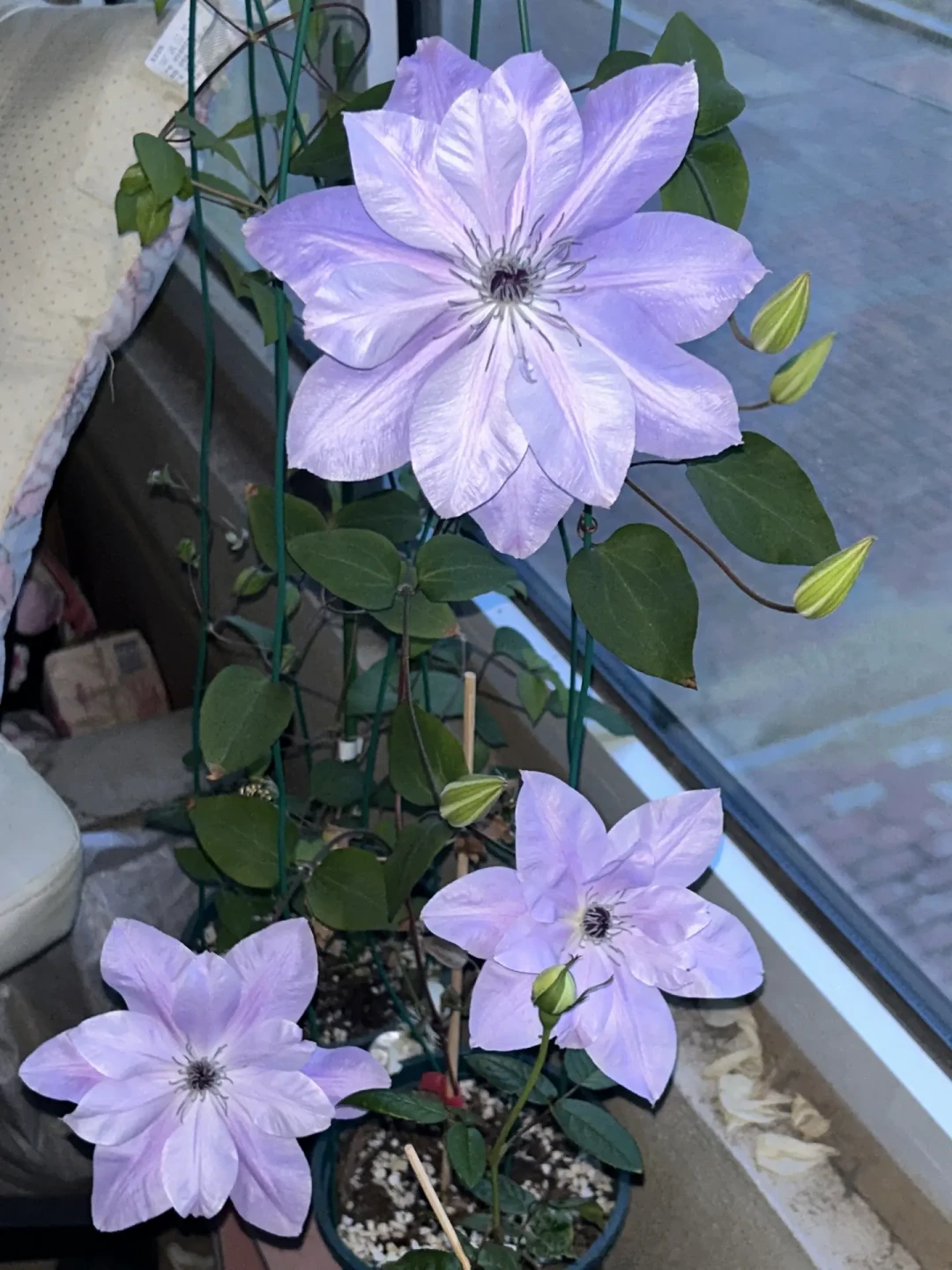 铁线莲秋剪的最后一天:三类铁留3个芽催秋花,一类铁剪错亏掉一年春花,两广热没退时放下剪刀反而更稳