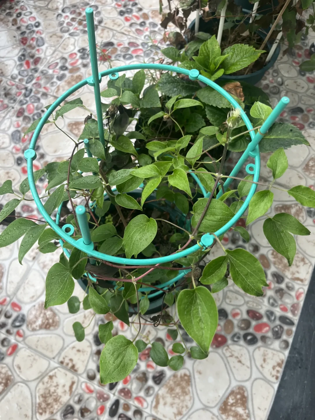 铁线莲秋剪的最后一天:三类铁留3个芽催秋花,一类铁剪错亏掉一年春花,两广热没退时放下剪刀反而更稳