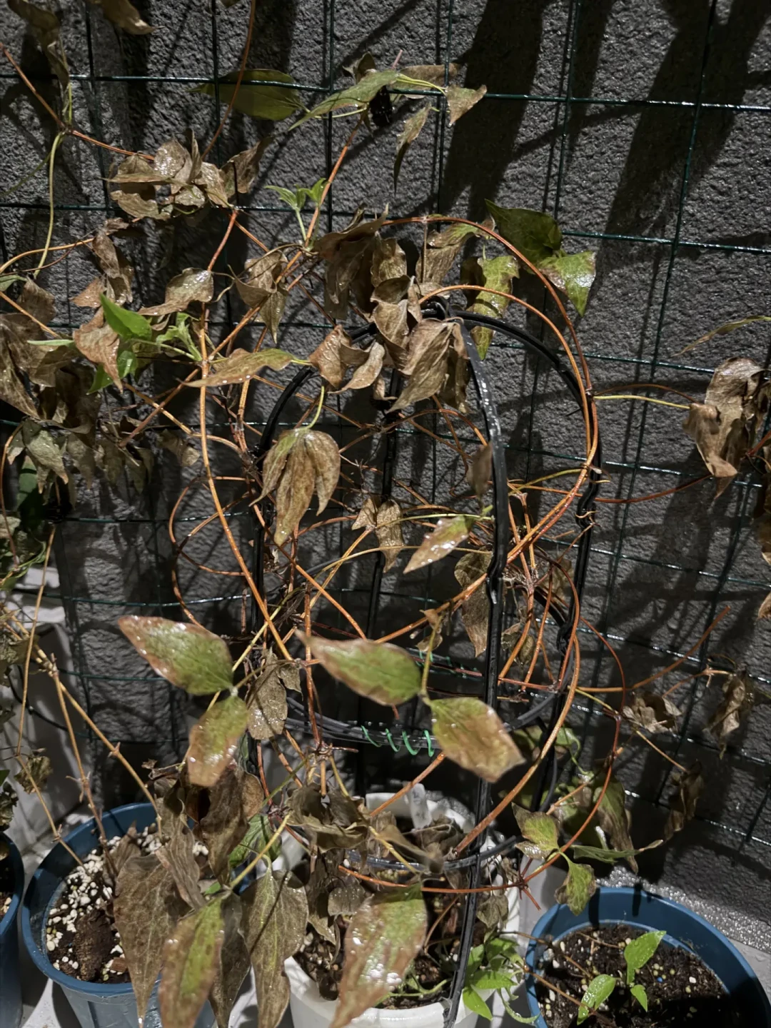 铁线莲秋剪的最后一天:三类铁留3个芽催秋花,一类铁剪错亏掉一年春花,两广热没退时放下剪刀反而更稳