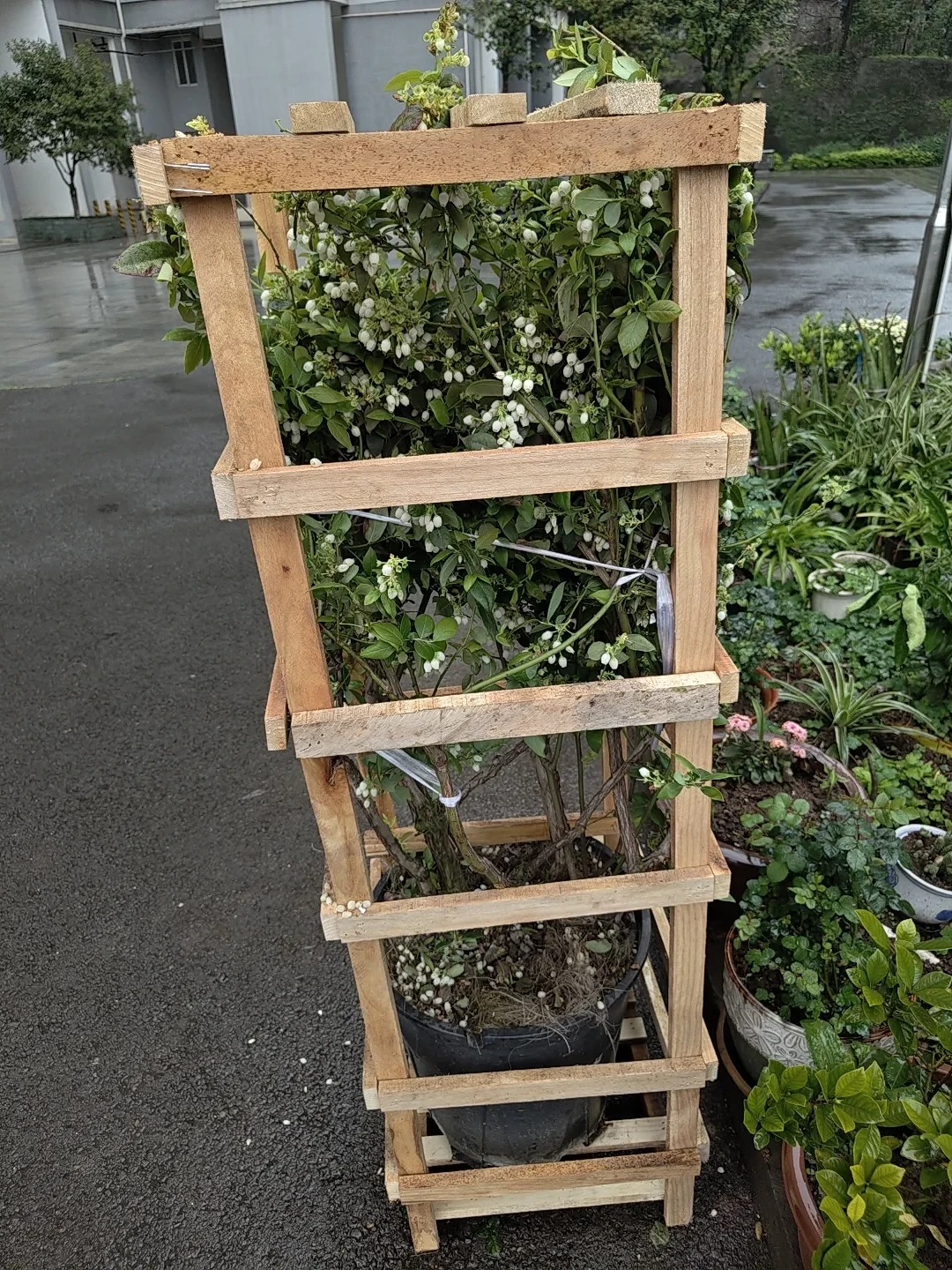 客服说是药,海妈说是水渍:店庆19块8的蓝莓到底值不值种,翻完这两周的晒单和争论再决定