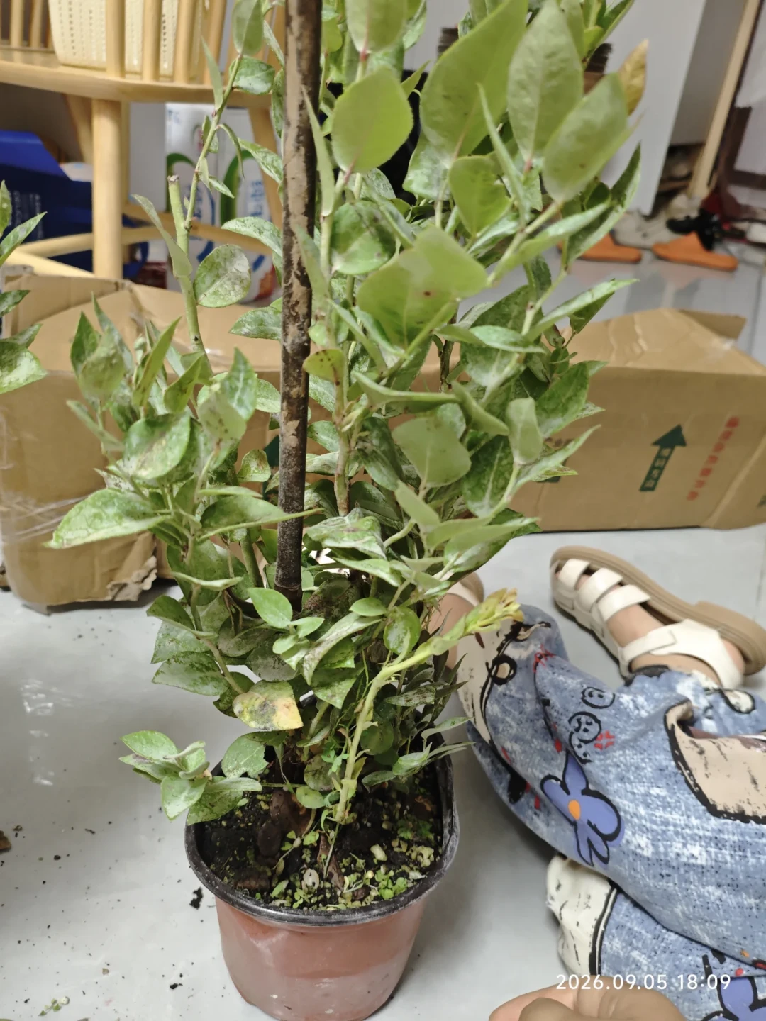 客服说是药,海妈说是水渍:店庆19块8的蓝莓到底值不值种,翻完这两周的晒单和争论再决定