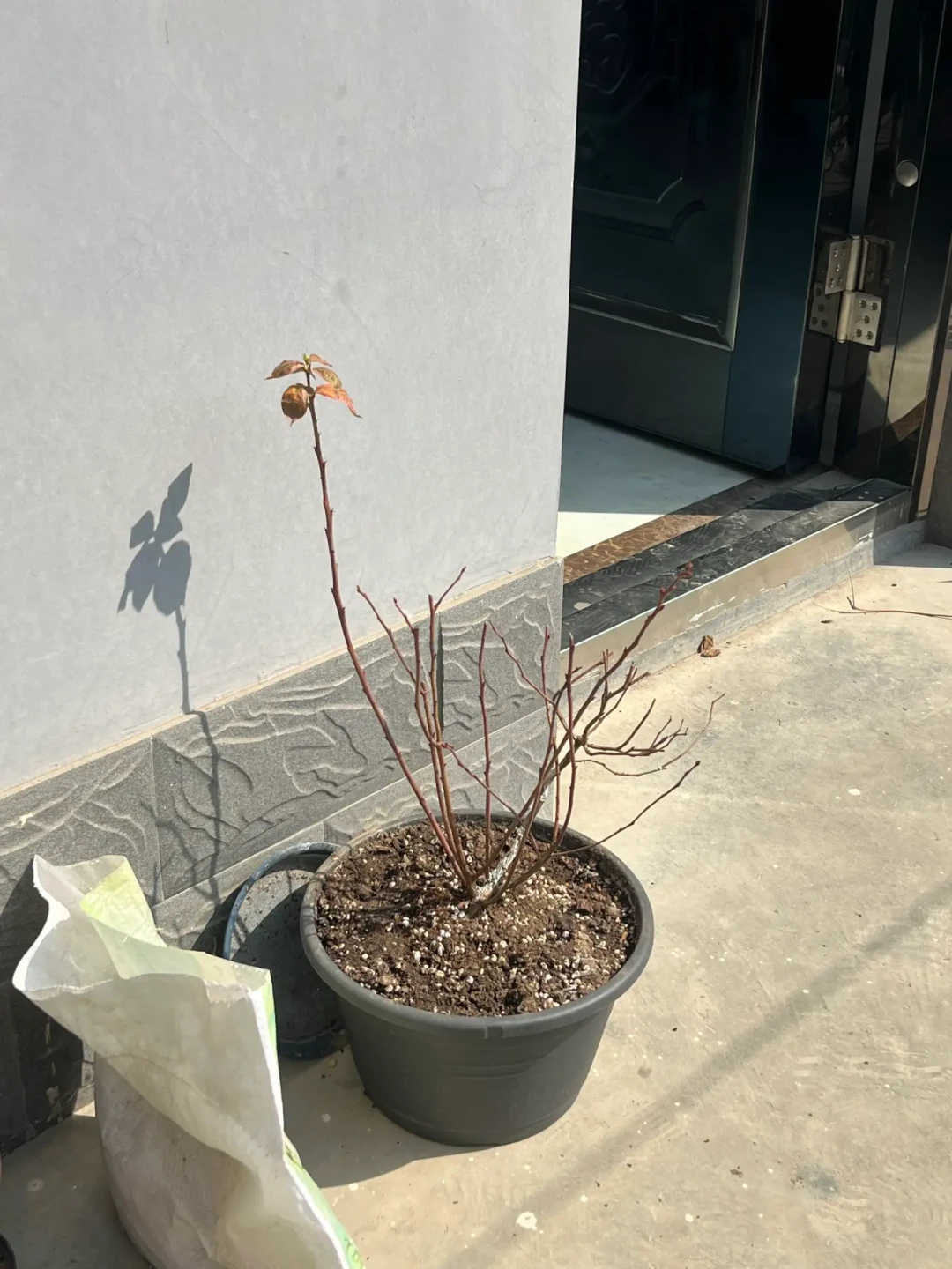 客服说是药,海妈说是水渍:店庆19块8的蓝莓到底值不值种,翻完这两周的晒单和争论再决定