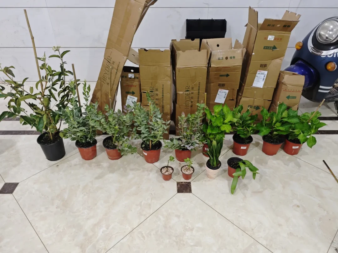 客服说是药,海妈说是水渍:店庆19块8的蓝莓到底值不值种,翻完这两周的晒单和争论再决定