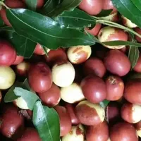 酸枣仁30天翻倍冲到900元/公斤：20克4天的药就要245元，西苑医院的酸枣仁膏被人蹲在评论区"求出让"——起收季前，我把行情、真假、剂型、适用这四笔账摆开了