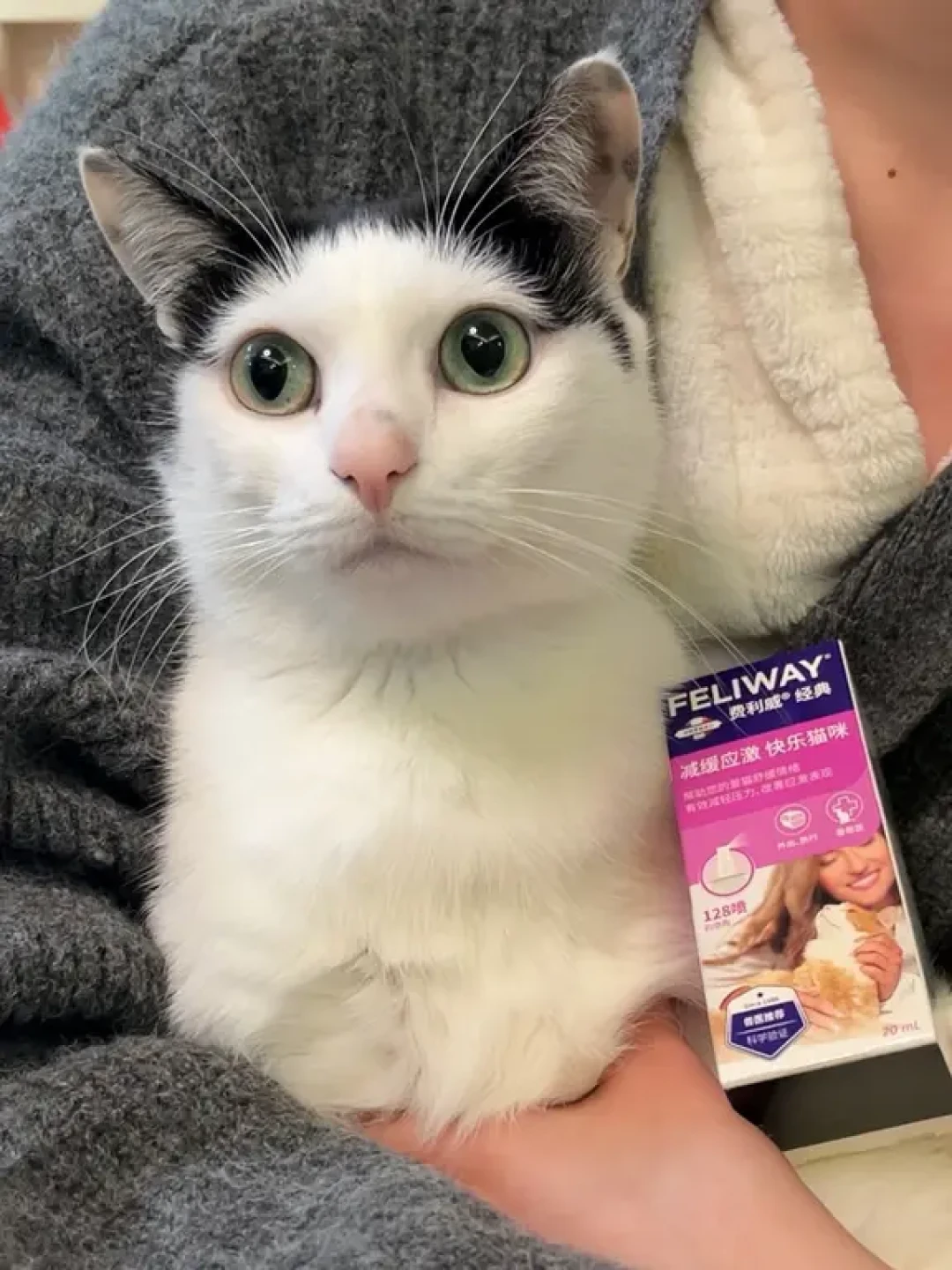 猫尿床不是报复,是报警:应激自查3个级别、信息素什么时候值得买,以及350元到8000元的尿闭账单