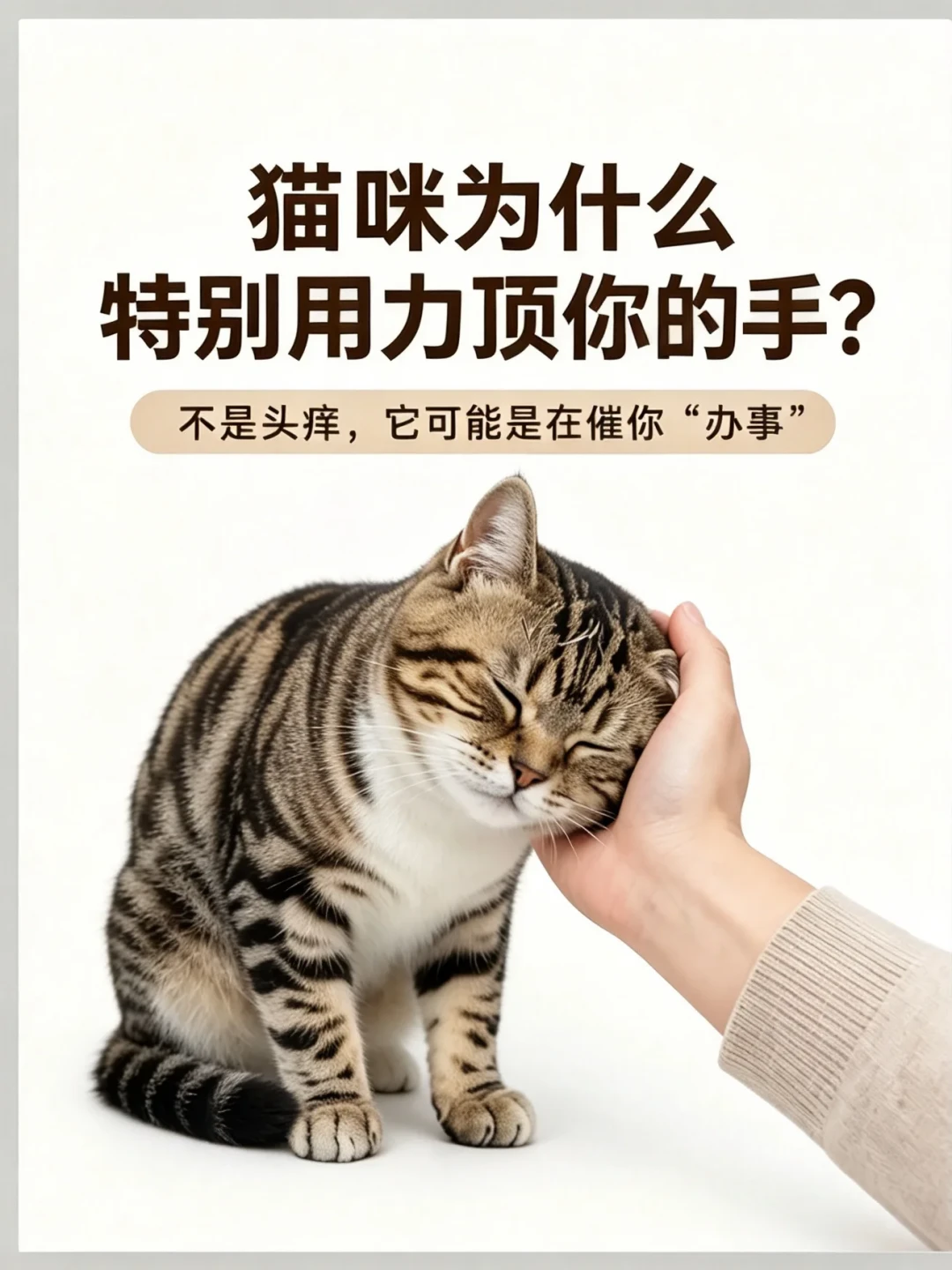 猫尿床不是报复,是报警:应激自查3个级别、信息素什么时候值得买,以及350元到8000元的尿闭账单