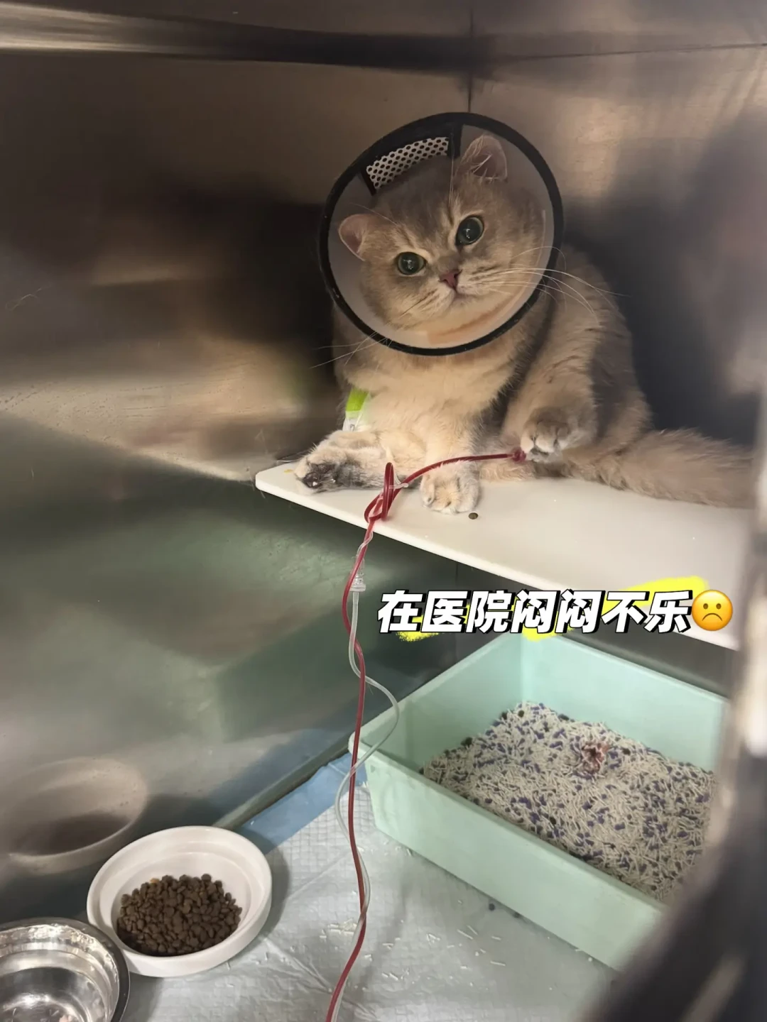 猫尿床不是报复,是报警:应激自查3个级别、信息素什么时候值得买,以及350元到8000元的尿闭账单