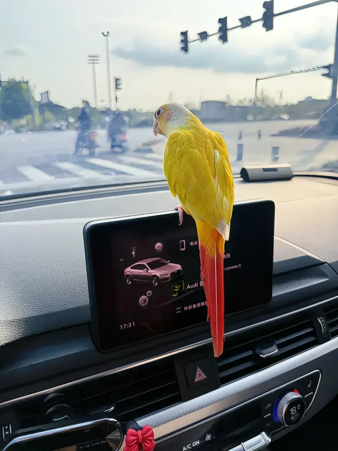 中秋国庆,你家鹦鹉谁来看?我排完6城8份寄养上门报价,发现风险窗口在鸟接回家之后才打开
